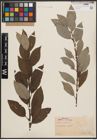 Foto von Salix caprea L.